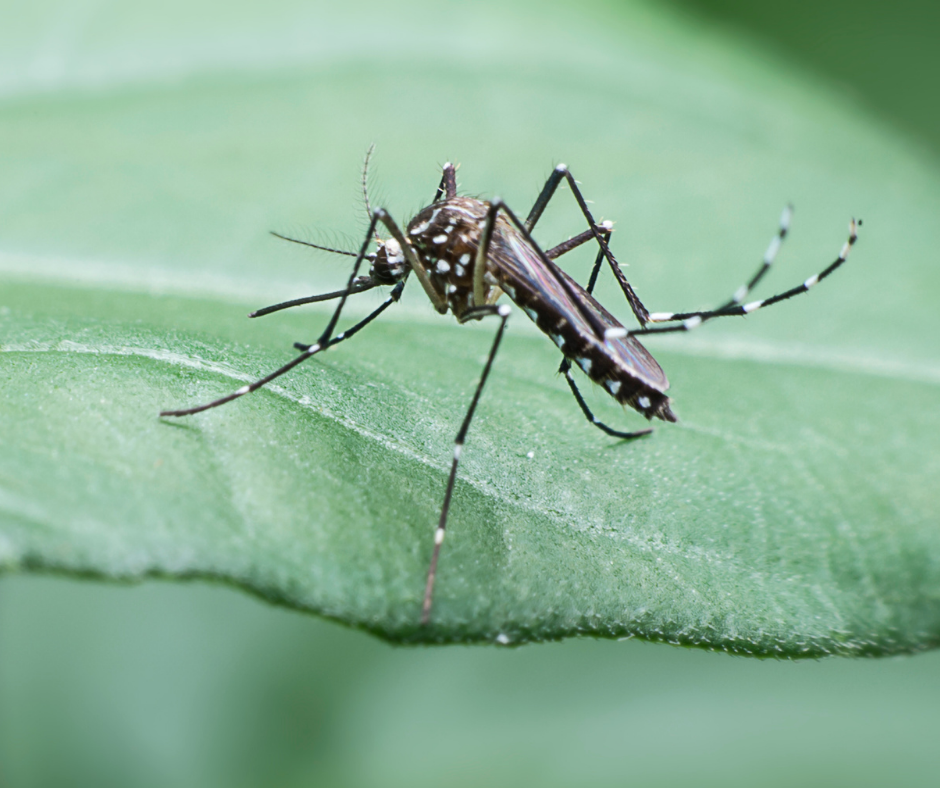 National Heartworm Awareness Month